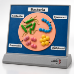 Bacteria Causing Sepsis Model